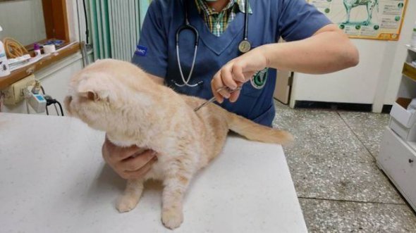 Органы по защите животных заявили, что кот в удовлетворительном состоянии. После обследований его могут отдать в семью