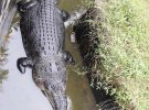 Крокодил вцепился в женщину и затащил ее в свой бассейн, оторвав ей руку и изуродовав верхнюю часть тела