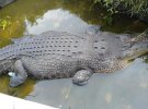 Крокодил вцепился в женщину и затащил ее в свой бассейн, оторвав ей руку и изуродовав верхнюю часть тела