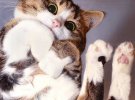 Фотогеничность котам добавляют милые животики и розовые носы