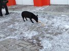 Блогер из оккупированной Макеевки подкармливает бездомных собак