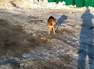 Блогер з окупованої Макіївки підгодовує безпритульних собак