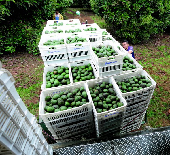 Робітники вантажать ящики з авокадо на плантації у місті Такамбаро мексиканського штату Мічоакан