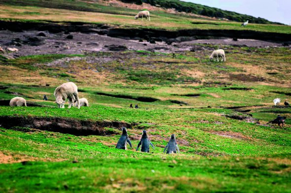 На острові Пеббл живуть п’ять видів пінгвінів. Фермери розводять овець породи коррідейл