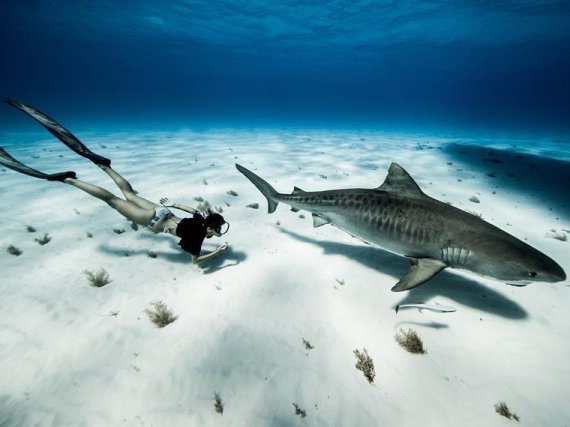 Дайверка показывает невероятный мир океана: опасные и откровенные фото с акулами