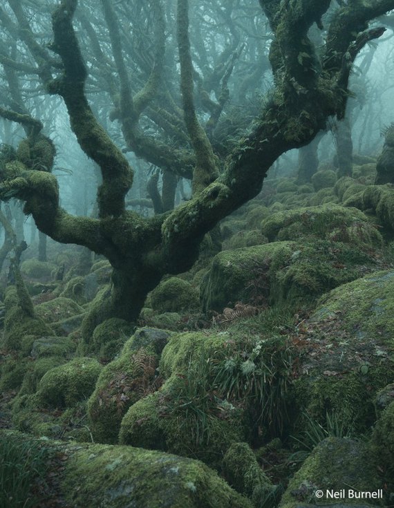 Вистманский лес в Девоншире