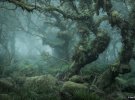 Вістманський ліс у Девонширі