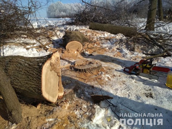 Новосанжарська поліція припинила незаконну вирубку дубів.