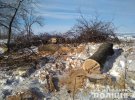 Новосанжарська поліція припинила незаконну вирубку дубів.
