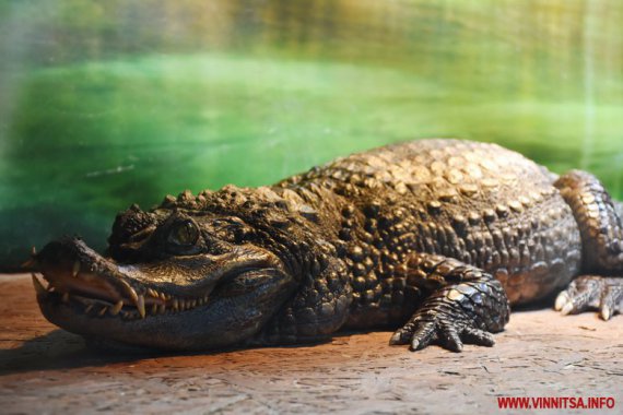 В Виннице показывают опасную крокодиловую ферму