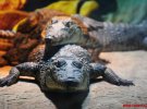 У Вінниці показують найнебезпечнішу крокодилячу ферму 