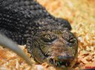 У Вінниці показують найнебезпечнішу крокодилячу ферму 
