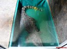 В Виннице показывают опасную крокодиловую ферму