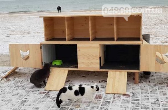 Домик для бездомных животных в Одессе. Фото: 04868