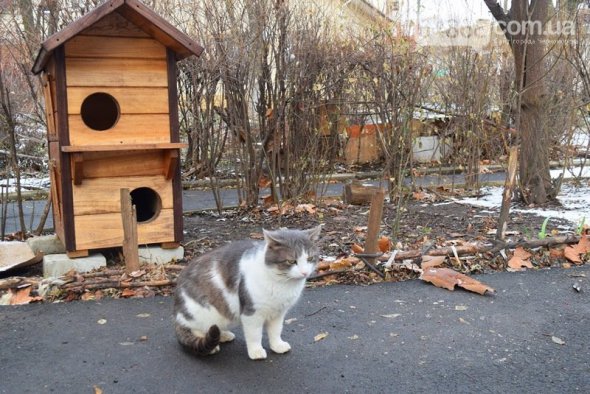 Домик для бездомных животных в Черноморску. Фото: 04868