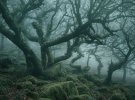 Британець знайшов казкову частину лісу в природному заповіднику Уіcтмaнc Bуд
