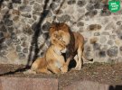 В Киевском зоопарке сделали подборку фото объятий животных.