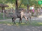 В Киевском зоопарке сделали подборку фото объятий животных.