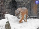 Звірі у столичному зоопарку бігають по свіжому снігу.