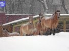 Звірі у столичному зоопарку бігають по свіжому снігу.