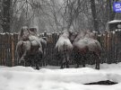 Звірі у столичному зоопарку бігають по свіжому снігу.