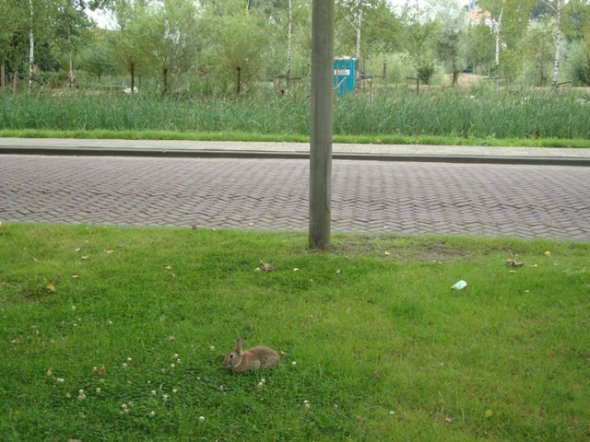 В Нидерландах тротуарам бегают зайцы, поют птички, в озере плавают утки