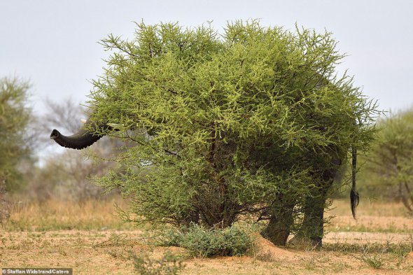 Слона намагався сховатися від камери в заповіднику Маратаба в Лімпопо, Південна Африка
