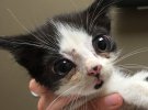 Котенок с редким синдромом нашли в картонной коробке на крыльце, Порги называют "хрустальным", потому что каждая царапина потенциально опасна для его здоровья.