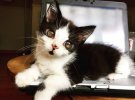 Котенок с редким синдромом нашли в картонной коробке на крыльце, Порги называют "хрустальным", потому что каждая царапина потенциально опасна для его здоровья.