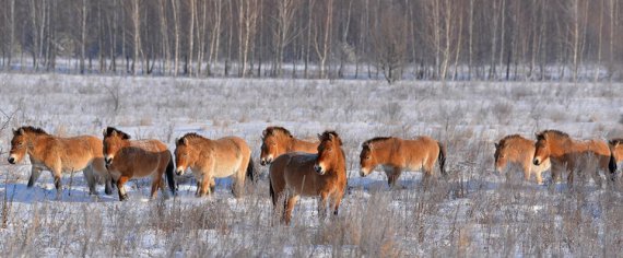 На снимках изображены лошади Пржевальського, европейские косули, тетерева и рябчики.