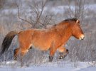 На снимках изображены лошади Пржевальського, европейские косули, тетерева и рябчики.