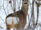 На снимках изображены лошади Пржевальського, европейские косули, тетерева и рябчики.