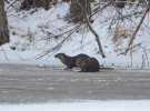 На снимках изображены лошади Пржевальського, европейские косули, тетерева и рябчики.