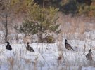 На снимках изображены лошади Пржевальського, европейские косули, тетерева и рябчики.