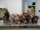 Зібрали милі фото дитинчат найбільших у світі котів Мейн-кунів