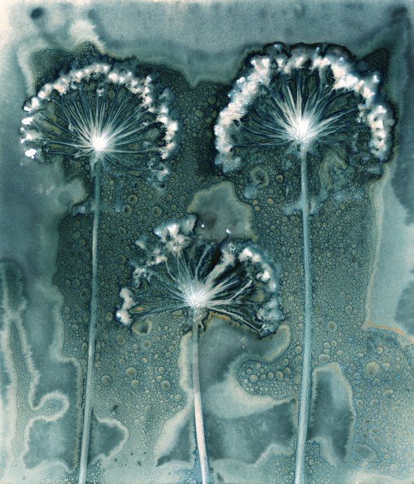 Перше місце в категорії “Абстрактний погляд”. Зображення трьох квіток цибулі отримано методом мокрої ціанотипії, який дає відбиток блакитного кольору. Два хімікати - цитрат амонію заліза і фероціанід калію – змішуються для отримання світлочутливого розчину. Він наноситься на поверхню акварельного паперу і висихає. Під час роботи потрібно уникати ультрафіолету. Після висихання папір треба зберігати у світлонепроникному пакеті 