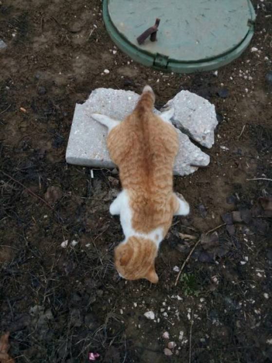 Окупанти потруїли котів в Армянську. Мертві тварини розійшлися помирати по місту