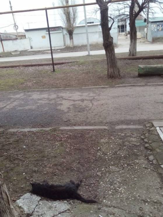 Оккупанты отравили кошек в Армянске. Мертвые животные разошлись умирать по городу