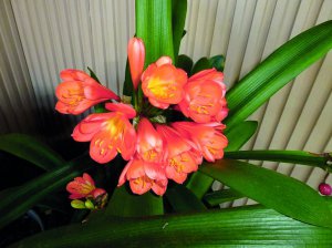 Клівія виростає до 40–60 сантиметрів. На верхівці квітконоса розпускається до 30 бутонів. Квіти бувають червоні, рожеві або помаранчеві