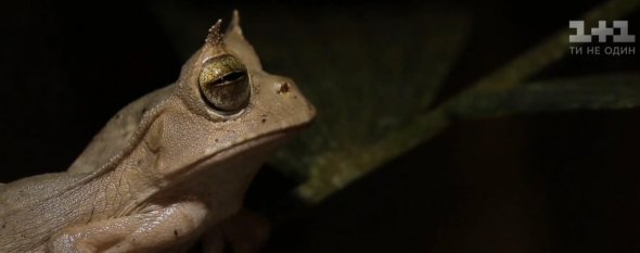 Ці жаби вважалися майже вимерлим видом. Тепер їх розводитимуть у спеціальних центрах