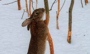 Зайці взимку шкодять молодим деревам, обгризаючи кору. Їх відганяють хвойними гілками чи кукурудзяним бадиллям