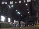 В кінно-спортивній школі окупованої Макіївки страждають коні