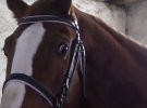 В кінно-спортивній школі окупованої Макіївки страждають коні