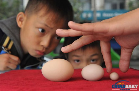Рекорд: найбільше яйце знесла курка італійської породи Леггорн