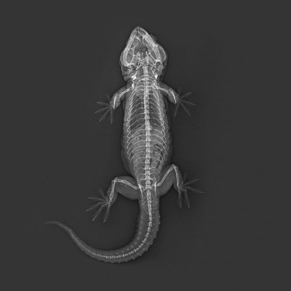 Токайський геккон (Gekko gecko)