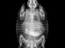 Маріон - великий бурощетинистий броненосець (Chaetophractus villosus)