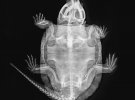 Насі - великоголова черепаха (Platysternon megacephalum)