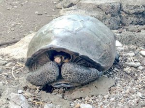 На Галапагосах вчені знайшли гігантську черепаху з вимерлого виду. Фото: twitter.com/Marcelo_MataG