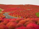 Приморський парк Хітачі, Японія