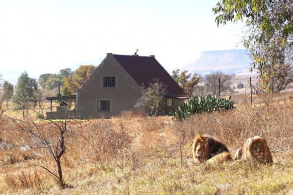 Все доходы от Lion House руководство заповедника тратит на нужды львов.